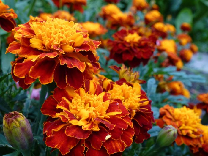 Best flowers to plant in fall