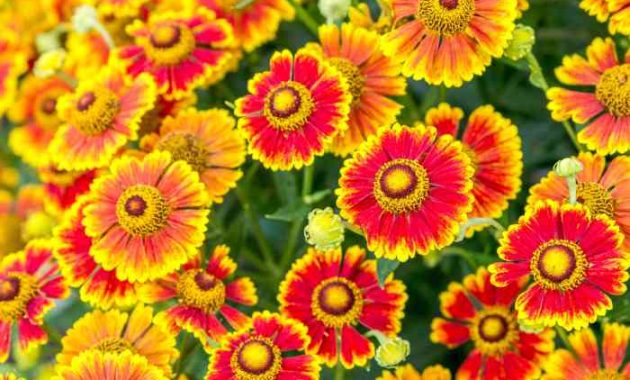 Best flowers to plant in fall