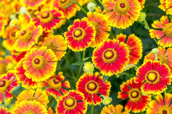 Best flowers to plant in fall