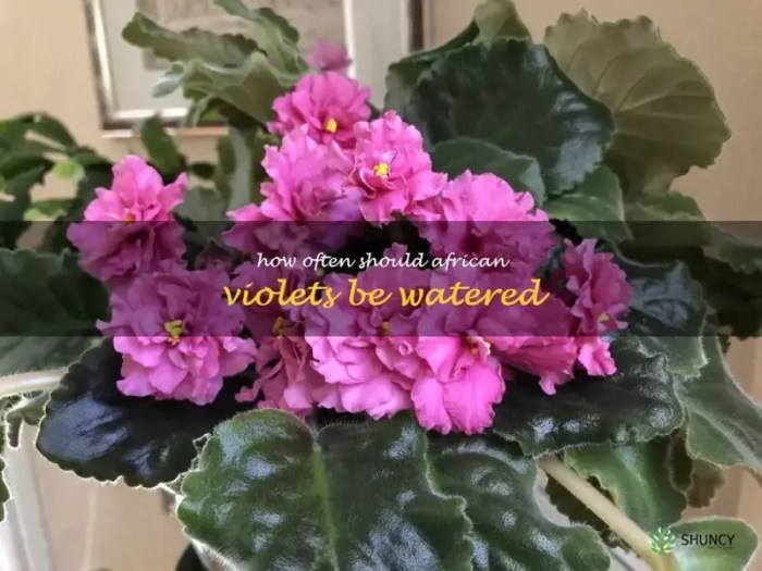 Water african violet plants top