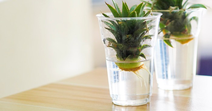 How often do i water my pineapple plant