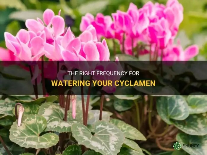 How often do you water a cyclamen plant