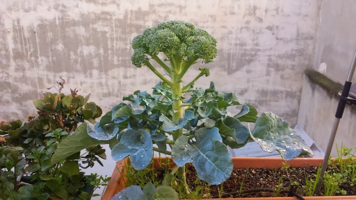 How often do you water broccoli plants