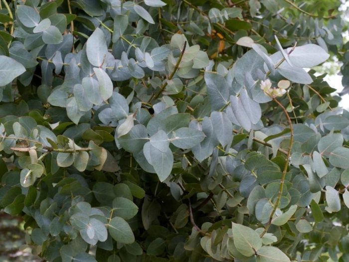 How often do you water a eucalyptus plant