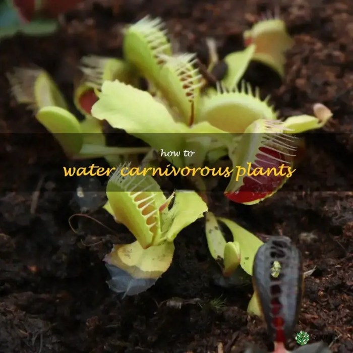 How often do you water carnivorous plants