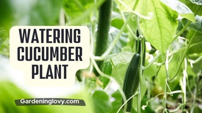 How often do i water my cucumber plants