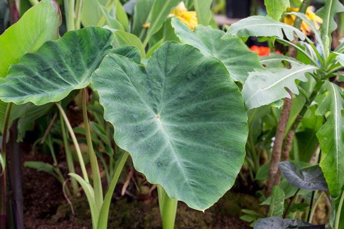 How often do you water elephant ear plant