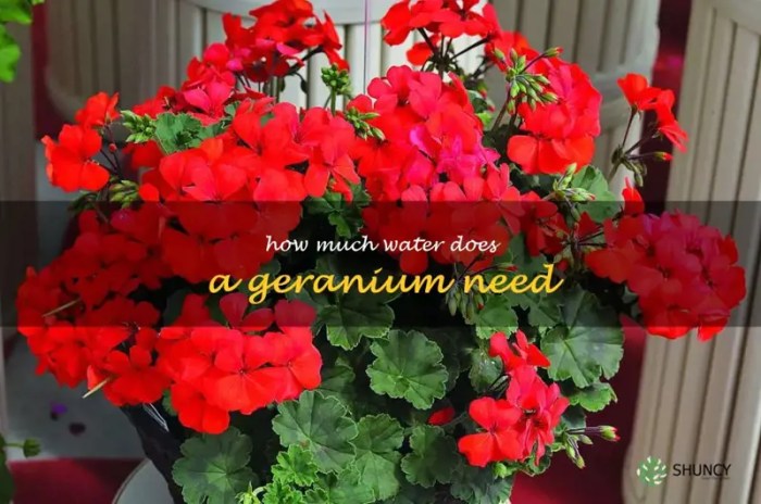 How often do you water a geranium plant