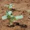 How Often Do You Water Broccoli Plants?