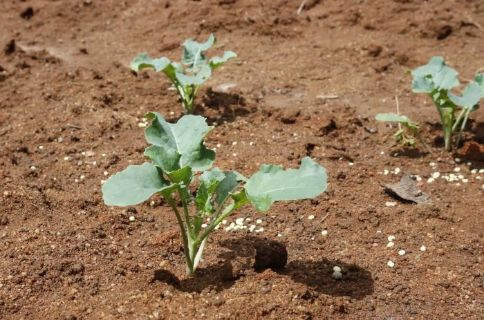 How often do you water broccoli plants