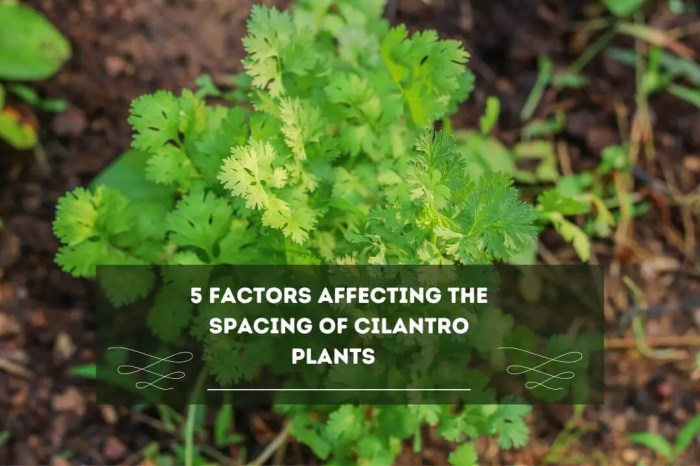 How often do you water cilantro plants