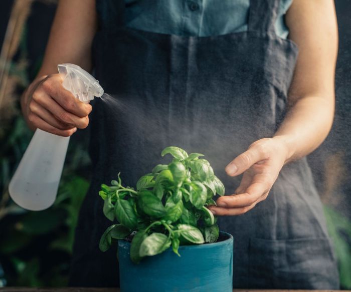 How much water to give basil plant