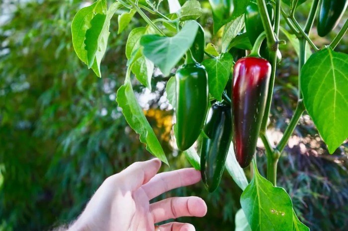 How often do you water a jalapeno plant