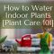 How Much Water to Give Indoor Plants