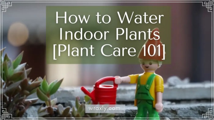 How much water to give indoor plants