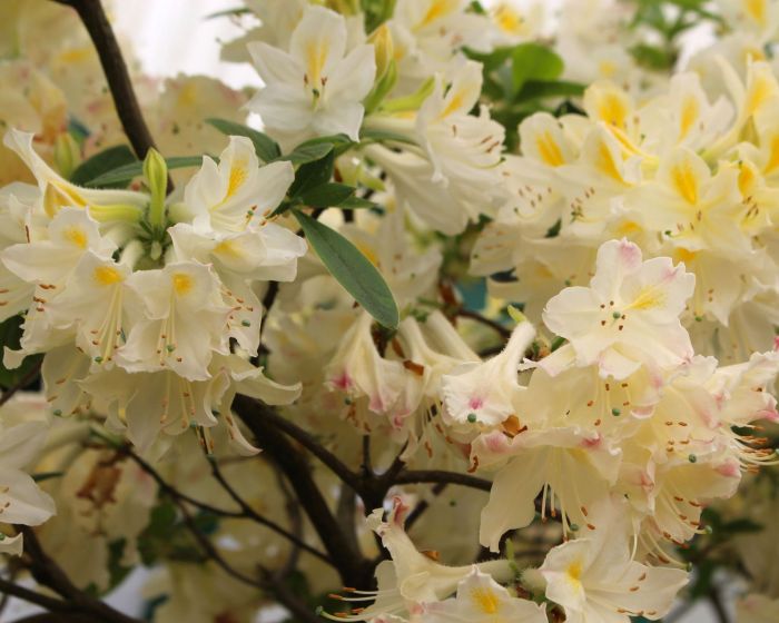 How often do you water an azalea plant