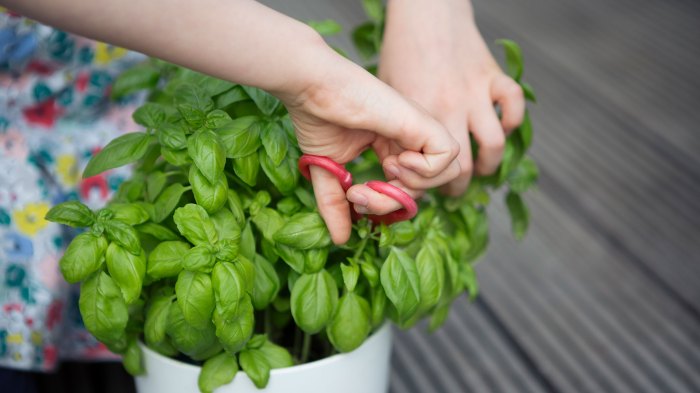 How much water to give basil plant