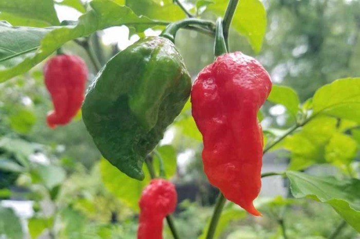 How often do you water ghost pepper plants