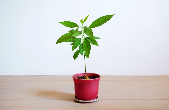 How often do you water avocado plants