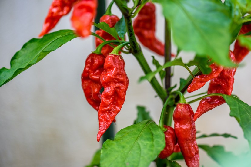 How often do you water ghost pepper plants