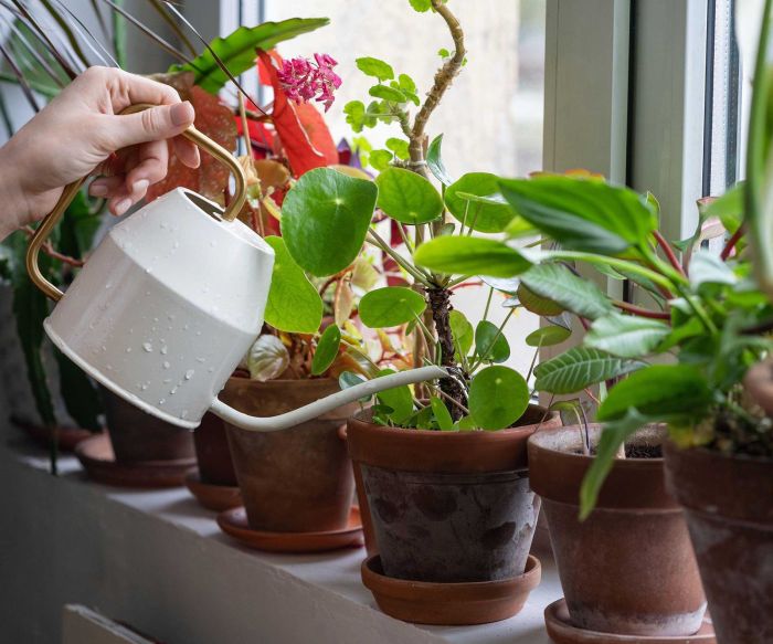 Houseplant houseplants watering