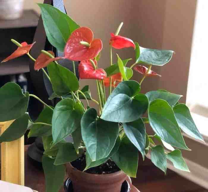 Anthurium anthurie wasser houseplant anthuriuminfo topf hydroponie 3x kamerplant planten gezien nooit zoals hebt stekken schoonheid geht doe fois karma