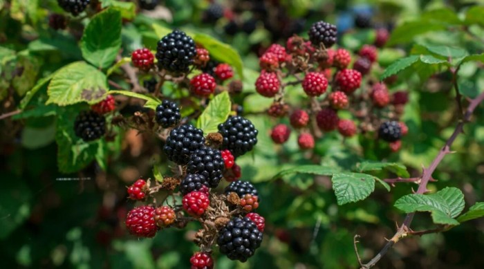 How often do you water blackberry plants