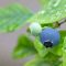 How Often Do I Water Blueberry Plants?