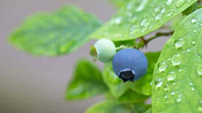 Blueberries growing blueberry plants garden plant grow commonsensehome guide tips bushes mature growth fruit quick master containers article planting grower