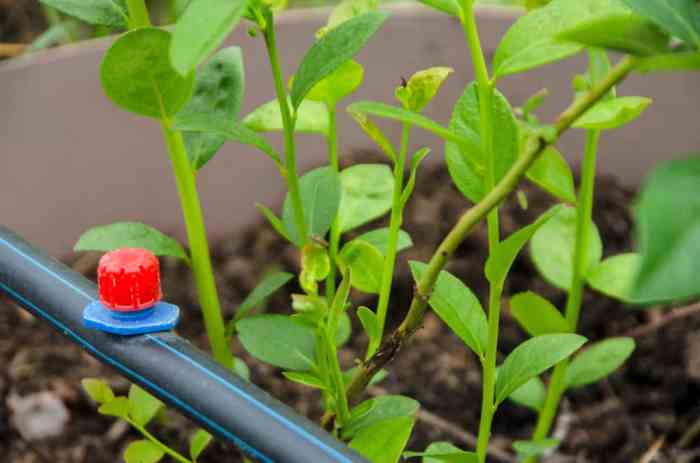 How often do you water a blueberry plant