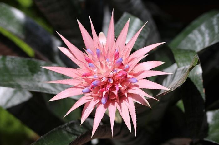 How often do you water a bromeliad plant