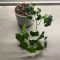 How Often Do I Water Ivy Plant?