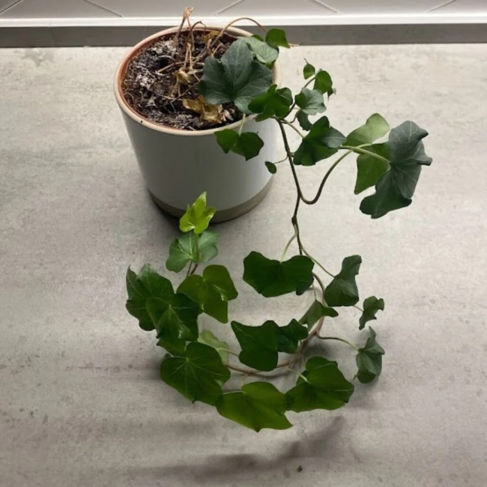 How often do i water ivy plant