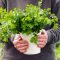 How Often Do You Water Cilantro Plants?