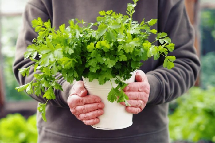 How often do you water cilantro plants