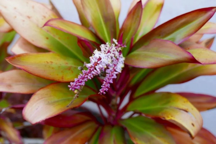 How often do you water a cordyline plant