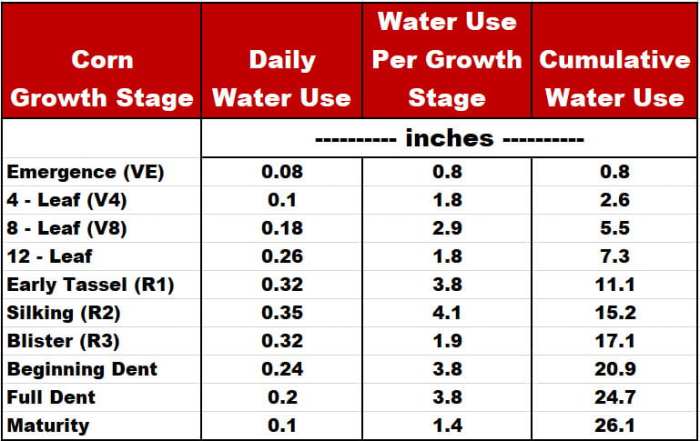 How often do i water corn plants