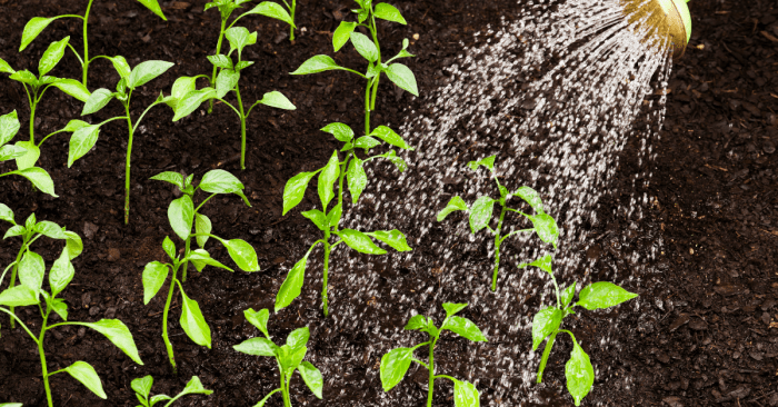 How often do i water chilli plants