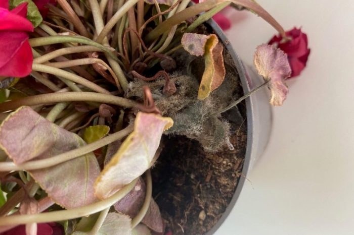 How often do you water a cyclamen plant