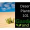 How Often Do You Water Desert Plants?