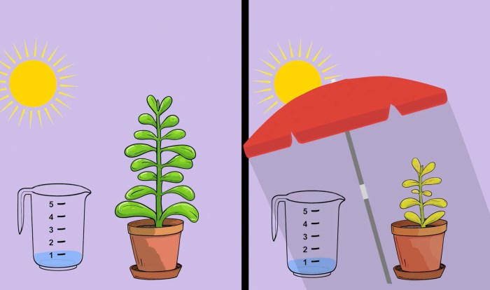 How much water to put in plants