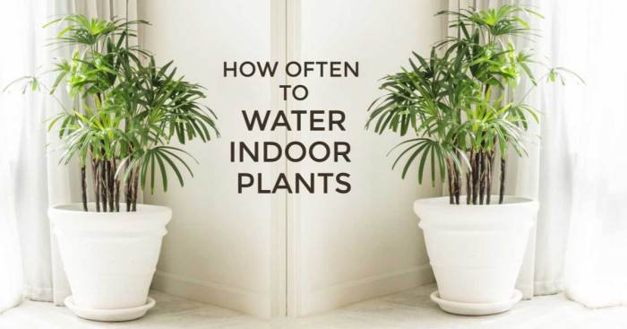 How often do i water my house plants