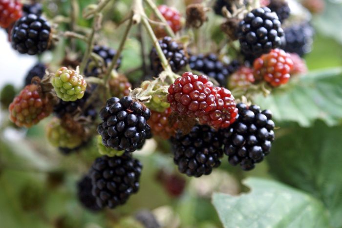 How often do you water blackberry plants