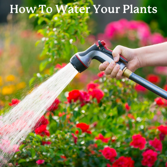 How much water when watering plants