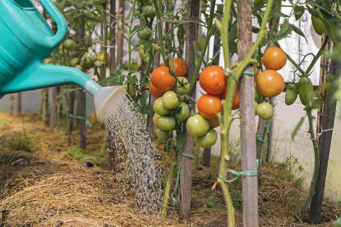 How often do you water cherry tomato plants