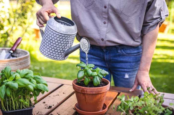 How often do i water potted plants