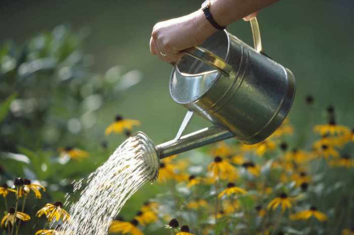 How often do outdoor plants need water