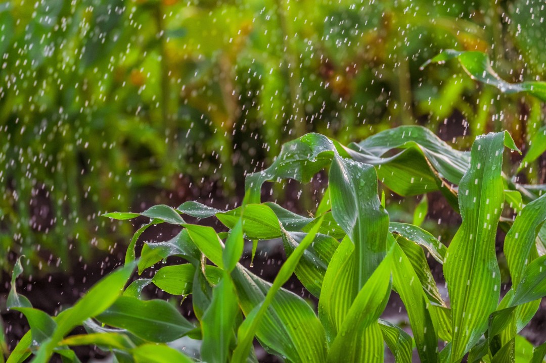 How often do i water my corn plant