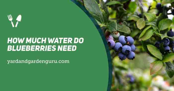 How often do you water a blueberry plant