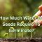 How Much Water When Planting Seeds?